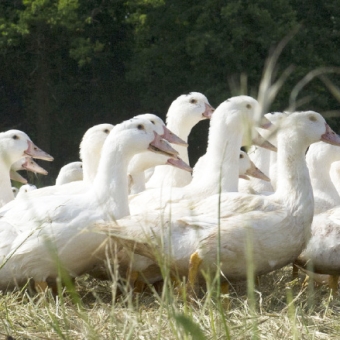 Filière de canards à foie gras